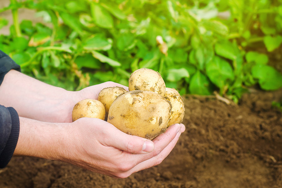 Hände halten frisch geerntete Kartoffeln vor einem Kartoffelacker.
